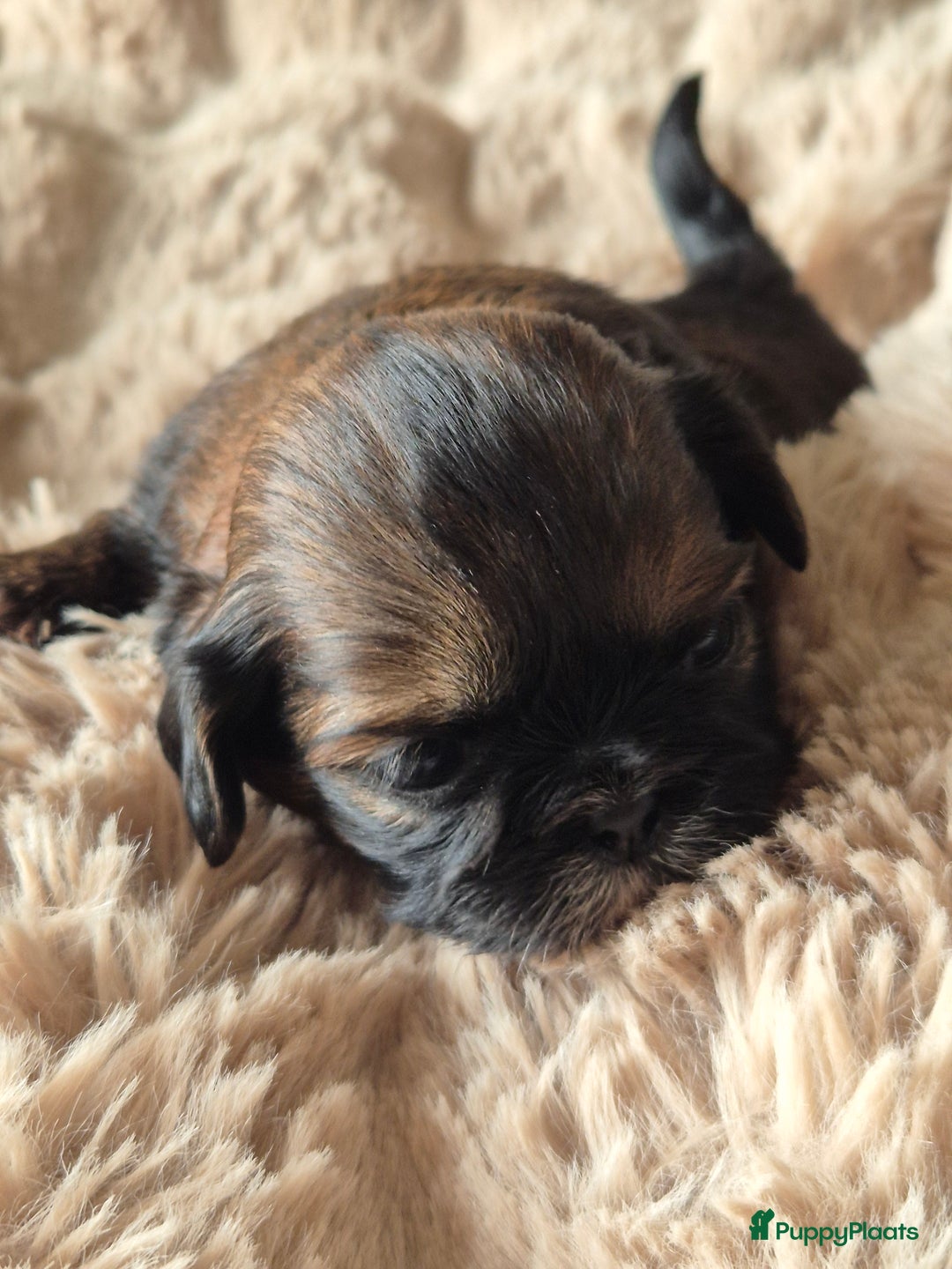 Shih Tzu honden te koop: Shih tzu pups  in Espel - Afbeelding 10