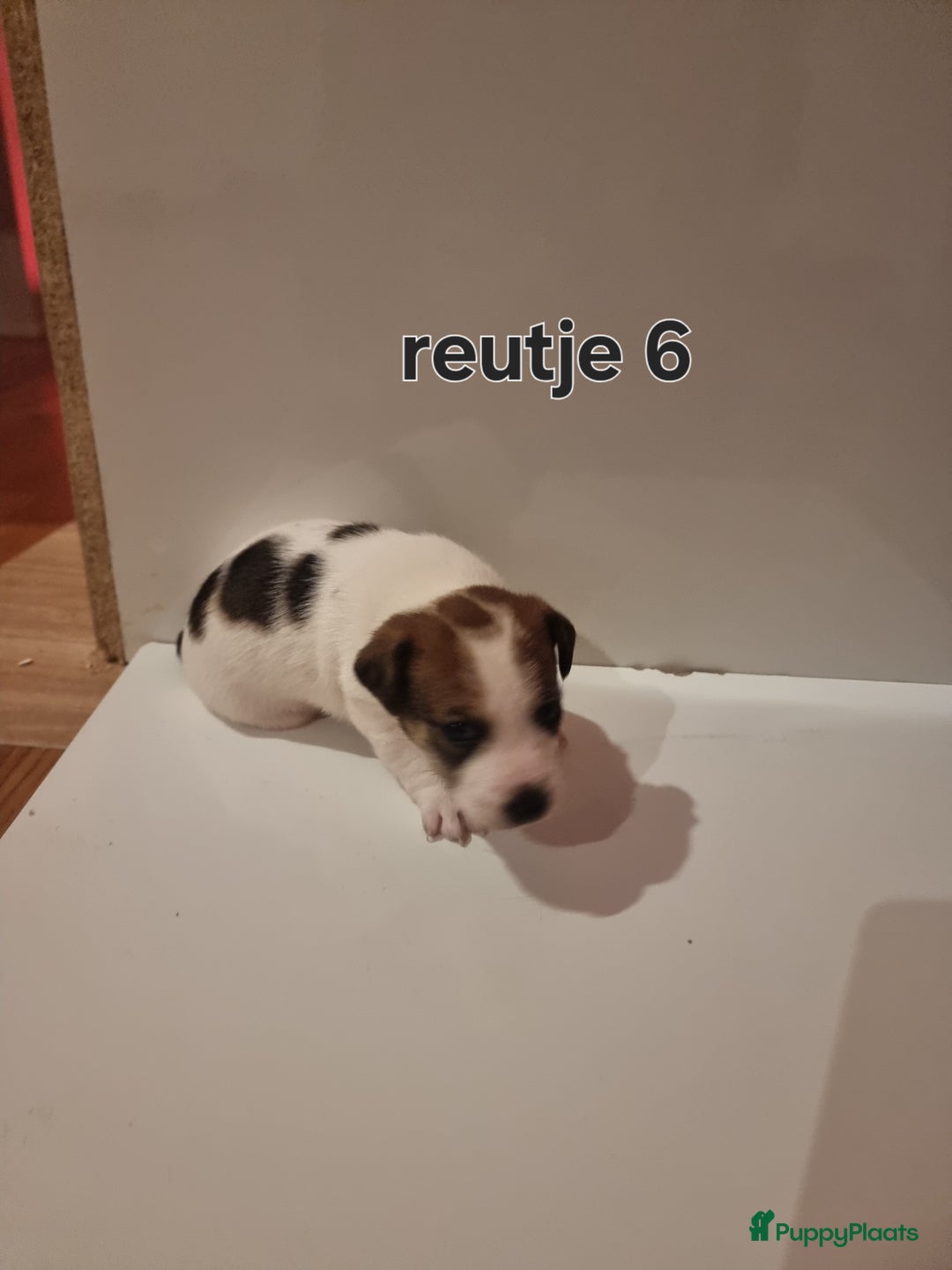 Jack Russel Terriër honden te koop: Jack Russel trailer  - Advertentie 1