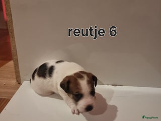 Jack Russel Terriër honden Jack Russel trailer - Advertentie 5