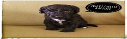Labradoodle honden te koop: Mini labradoodle pups - Advertentie 7