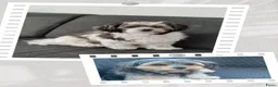 Kruising honden te koop: Schatjes van Boomerpups te koop - Advertentie 5