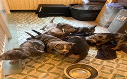 Amerikaanse Bully honden te koop: Exotic/Pocket Amerikaanse Bully Pups - Afbeelding 4