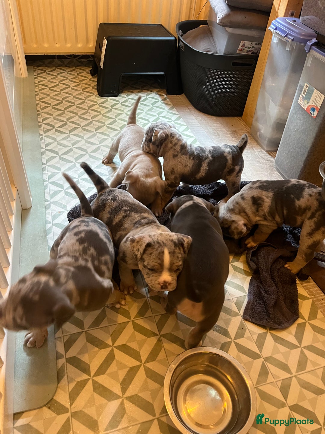 Amerikaanse Bully honden te koop: Exotic/Pocket Amerikaanse Bully Pups - Afbeelding 4