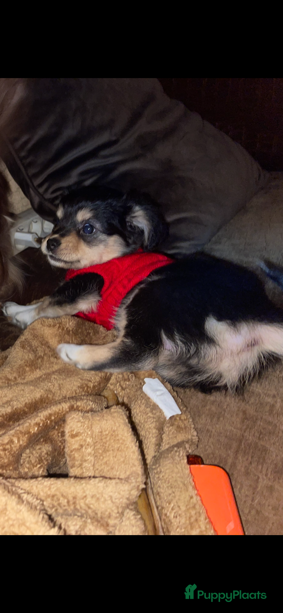 Kruising honden te koop: Chihuahua kruising pups - Advertentie 10