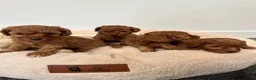 Poedel Toy honden te koop: Vrolijke rode Toy Poedel pups. - Advertentie 8
