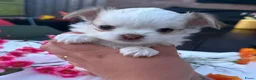 Chihuahua honden te koop: Prachtige langharige Chihuahua teefjes beschikbaar in Zevenaar - Advertentie 3
