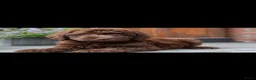 Labradoodle honden te koop: Chocolade bruine labradoodles Australian  bloed  - Advertentie 3