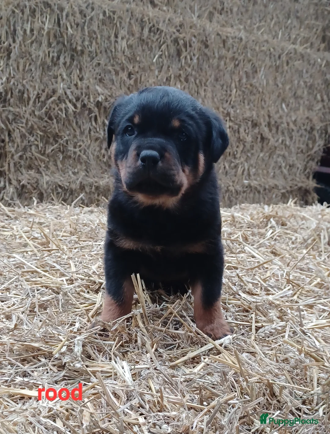 Rottweiler honden te koop: Prachtige zuivere rottweiler pups - Advertentie 5