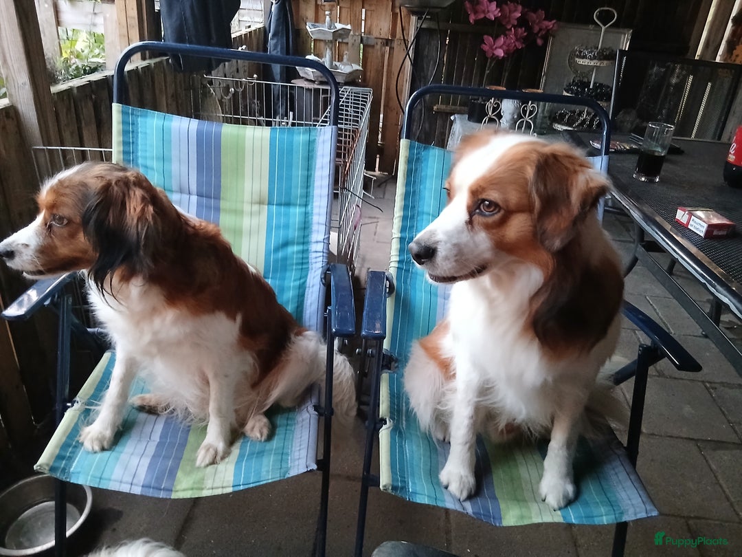 Kooikerhondje honden te koop: Kooikerhondje reu in Twijzelerheide - Afbeelding 6
