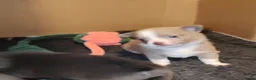 Pomchi honden te koop: Super lieve Pomchi pups  - Advertentie 12