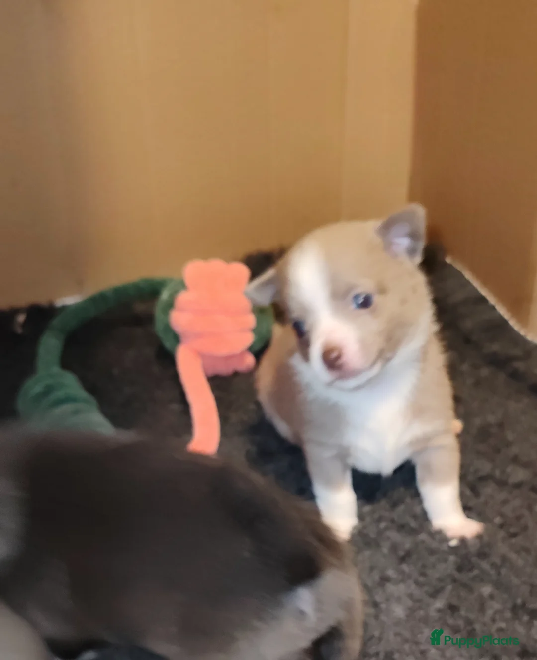 Pomchi honden te koop: Super lieve Pomchi pups  - Advertentie 12