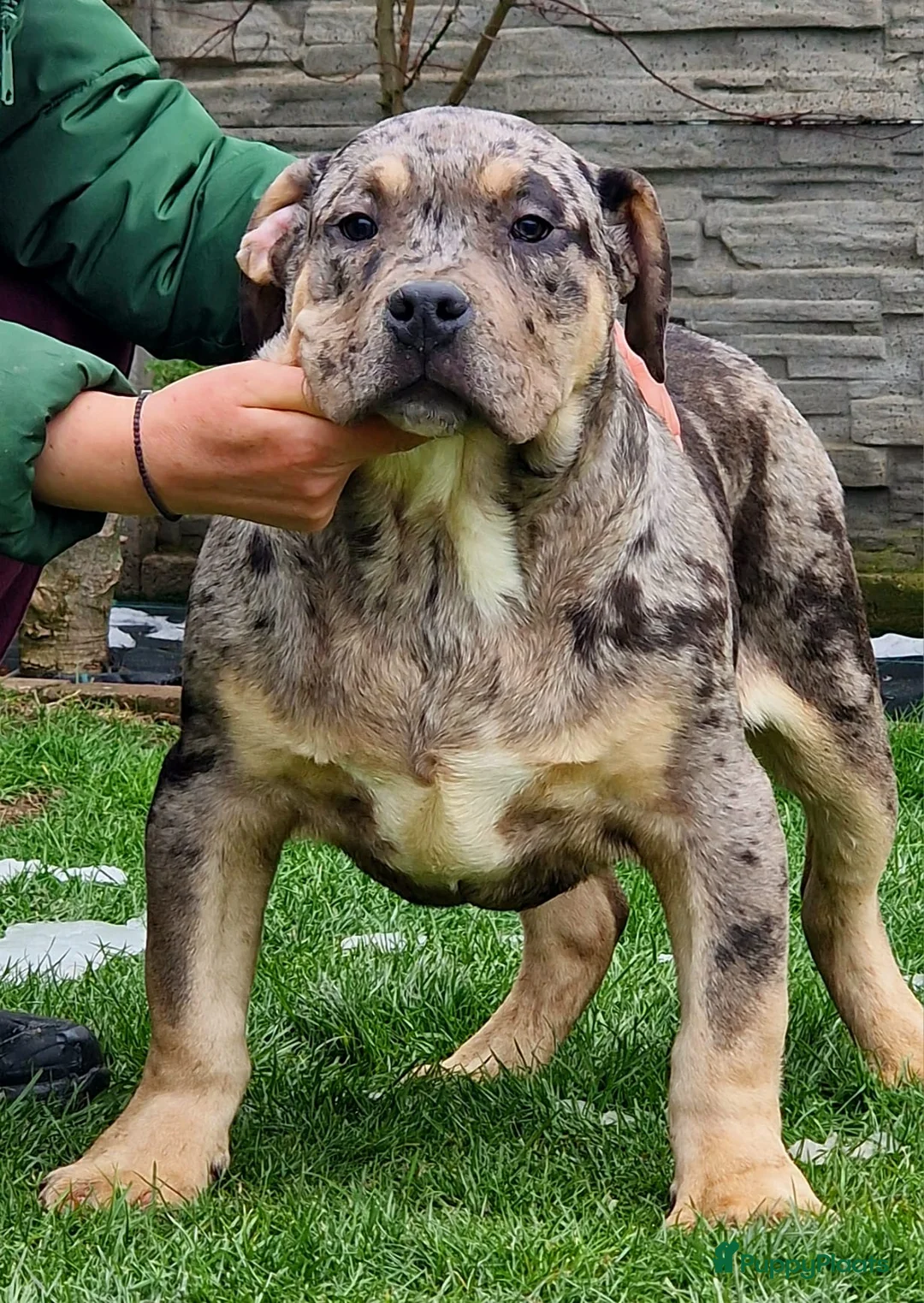 Amerikaanse Bully honden te koop: ABKC XL Pups - Advertentie 4