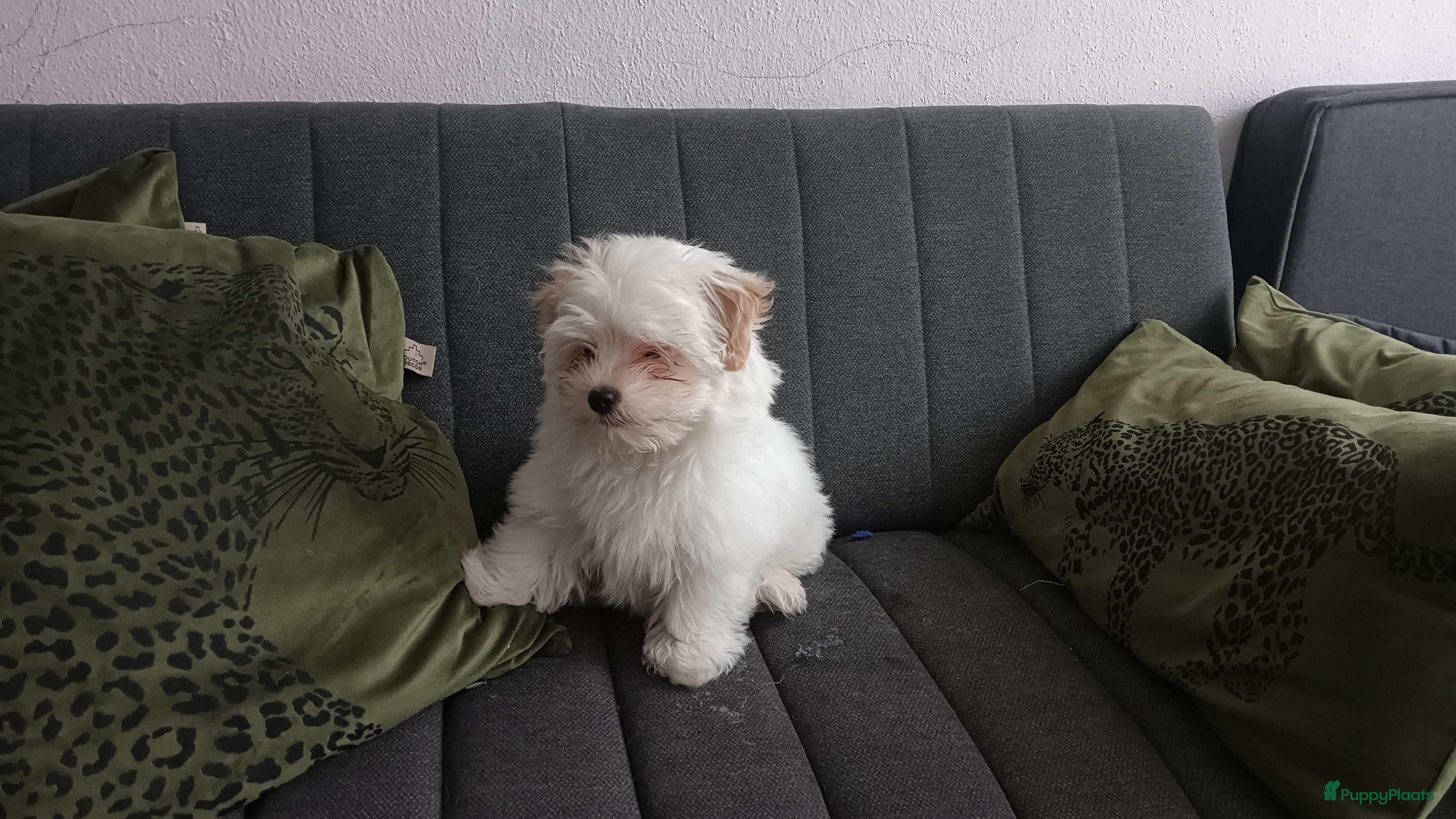 Kruising honden Leuke  lieve kleine boomer - Advertentie 15