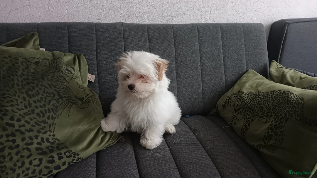 Kruising honden te koop: Leuke  lieve kleine boomer - Advertentie 1