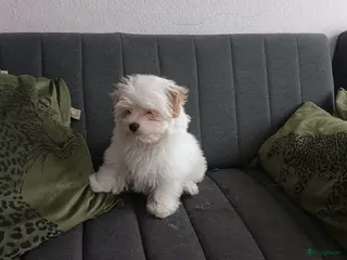 Kruising honden Leuke lieve kleine boomer - Advertentie 15