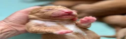 Nova Scotia Duck Tolling Retriever honden te koop: reutje Nova scotia duck tolling retriever FCI - Advertentie 3