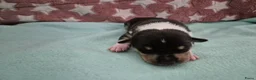 Schotse Herdershond korthaar honden te koop: Schotse herdershond korthaar  - Advertentie 9