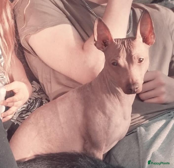 Amerikaanse Naakthond honden American Hairless Terrier Teef AKC  - Advertentie 1