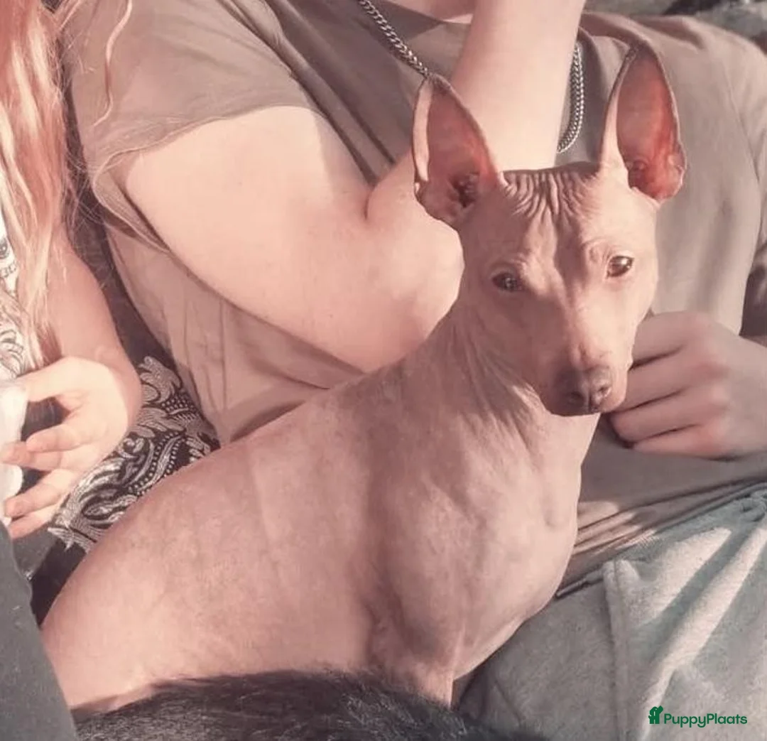 Amerikaanse Naakthond honden te koop: American Hairless Terrier Teef AKC  - Advertentie 1