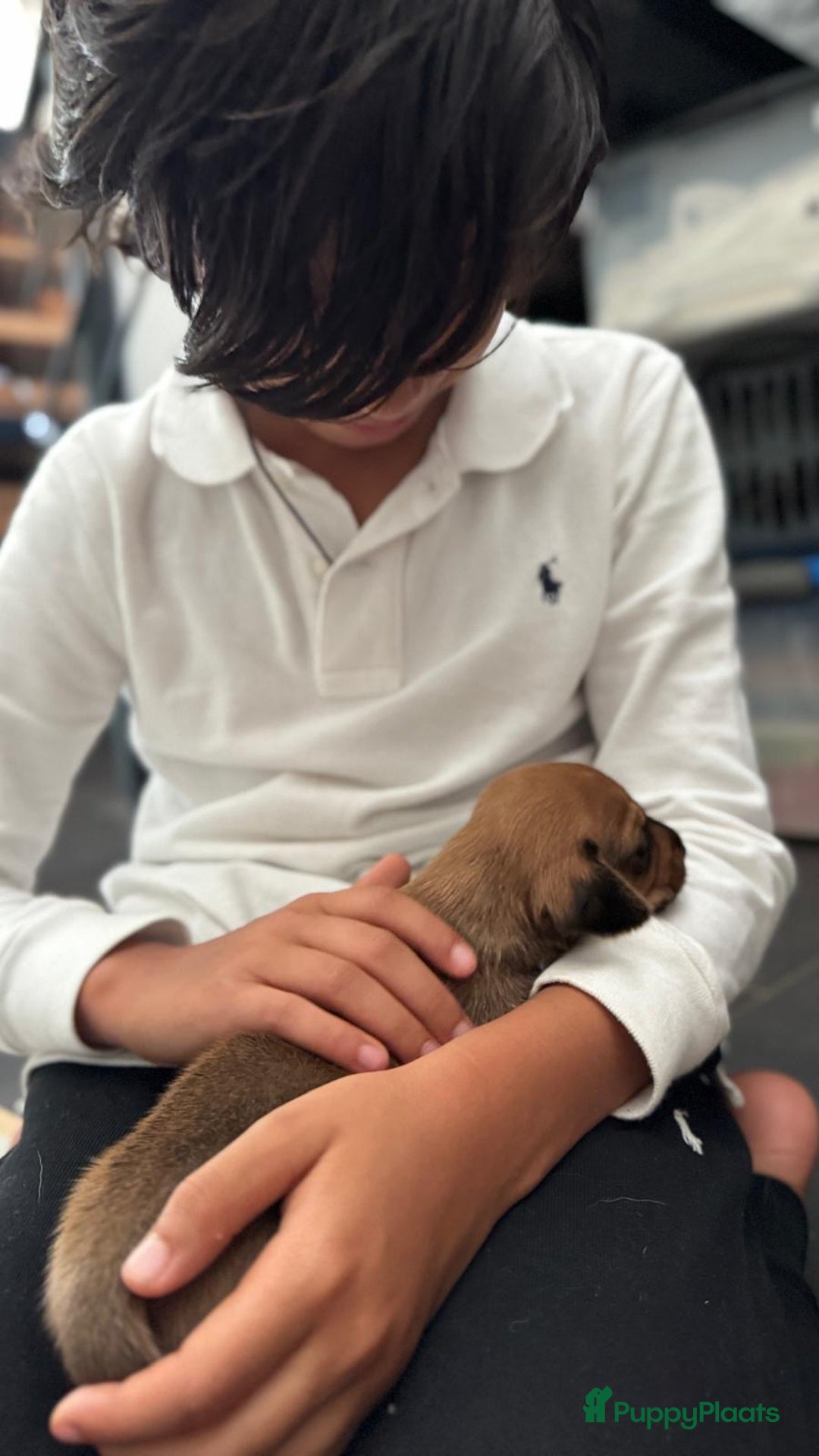 Teckel (korthaar)  honden te koop: Prachtig liefdesnestje met witte langharige papa - Afbeelding 5
