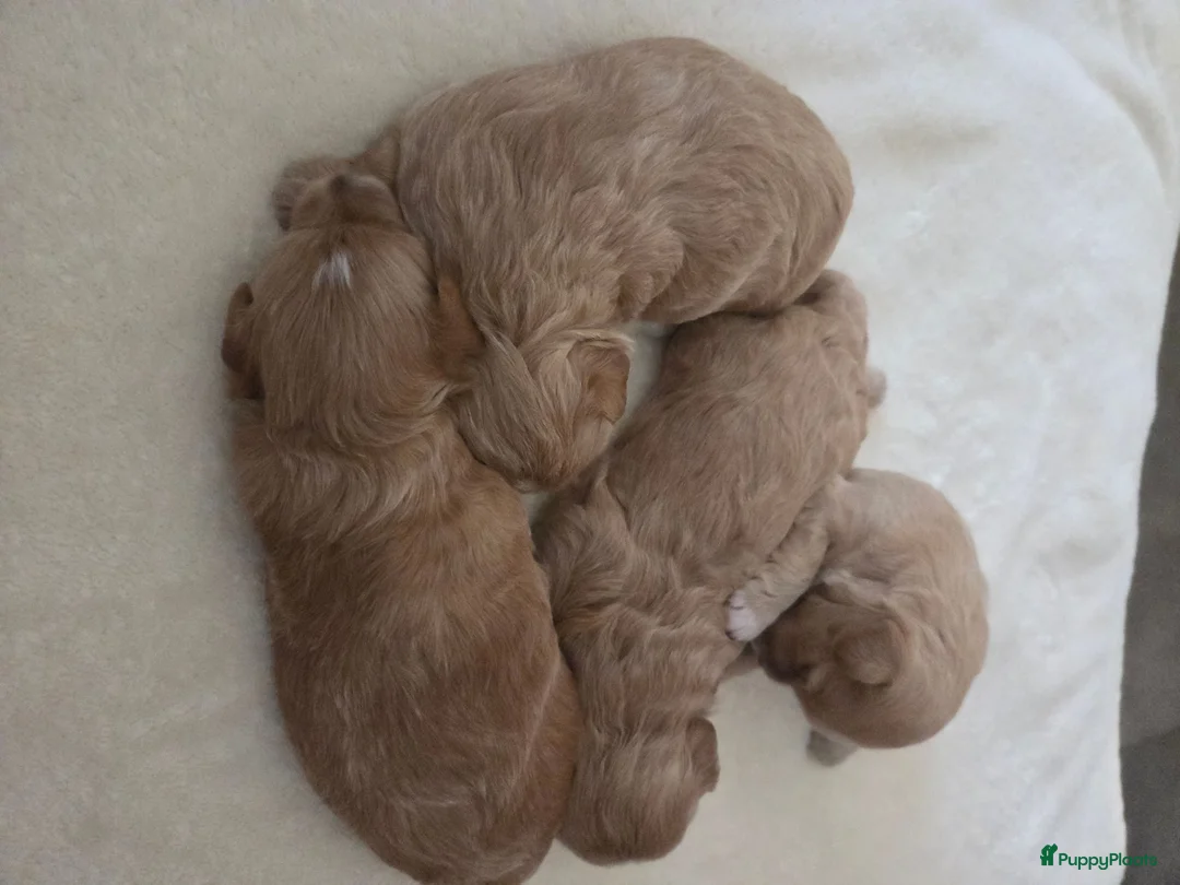 Maltipoo honden te koop: Lieve maltipoo puppy's - Advertentie 2