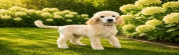 Labradoodle honden te koop: Poedel outcross pups | DNA-geteste ouderdieren - Advertentie 18