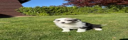 Kruising honden te koop: Australian Shepherd x Border Collie pups - Advertentie 33