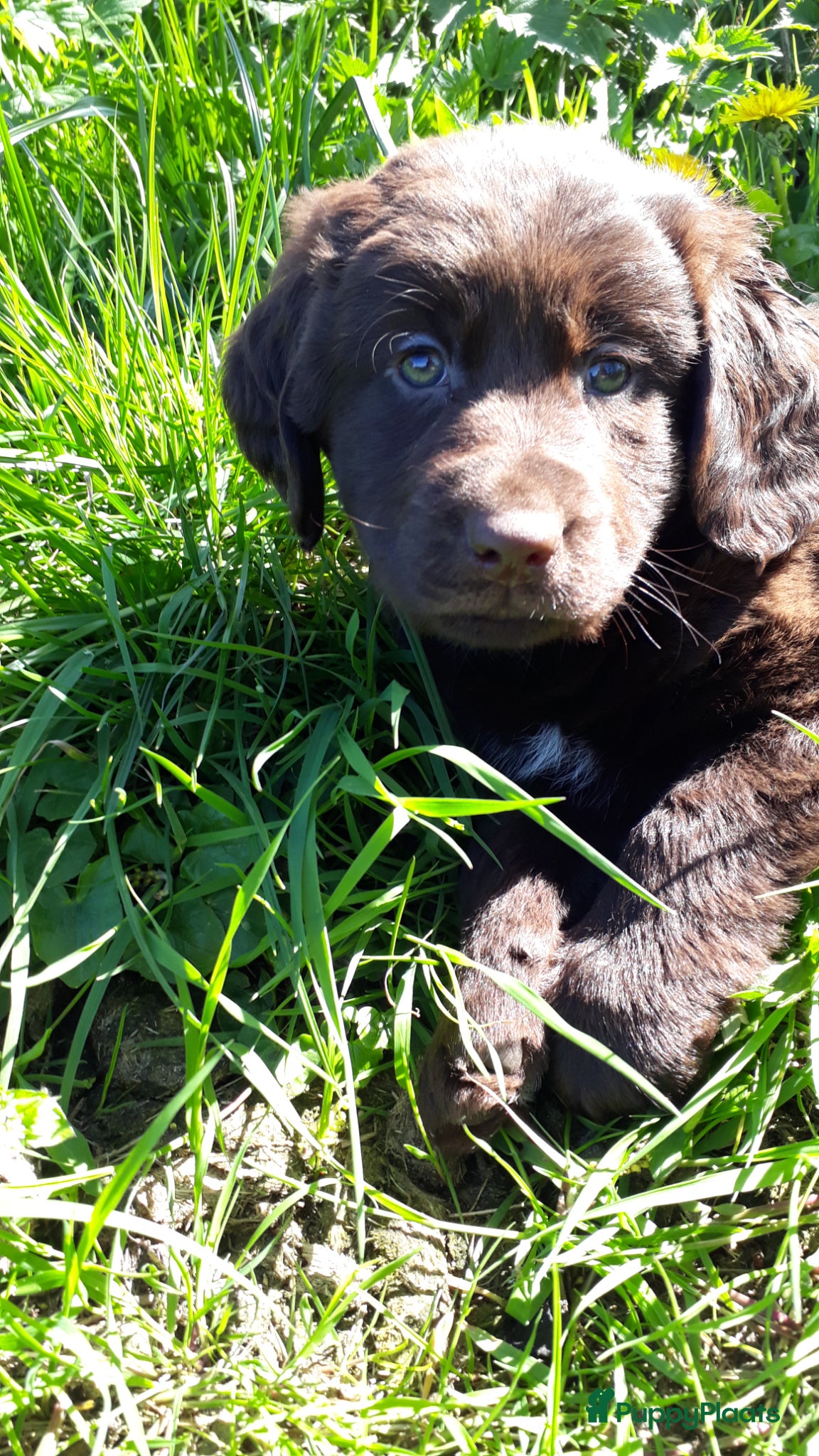 Kruising honden Kruising pup Bencie!! - Advertentie 1