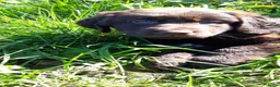 Kruising honden te koop: Kruising pup Bencie!! - Advertentie 1