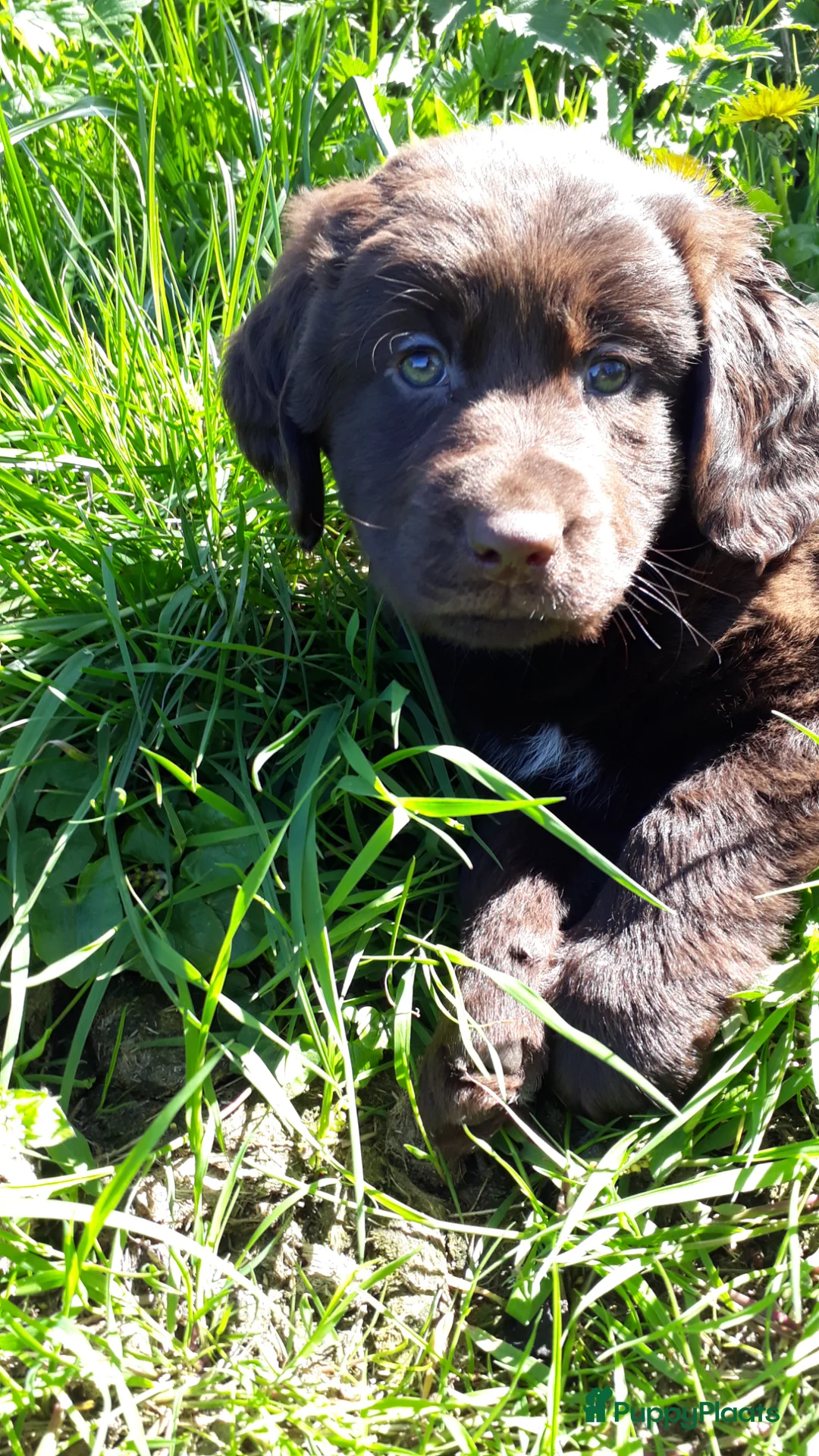 Kruising honden te koop: Kruising pup Bencie!! - Advertentie 1