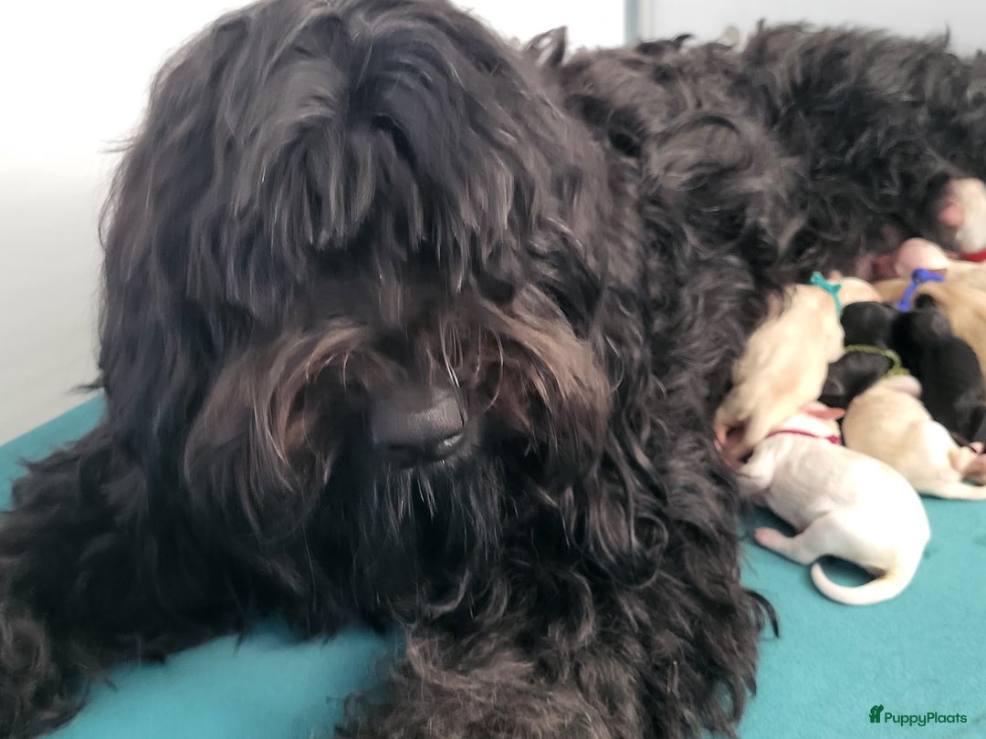 Barbet honden te koop: Prachtige barbet puppy's in Den Ham - Afbeelding 11
