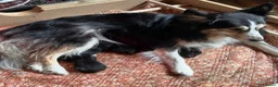 Pomsky honden te koop: 6 pomskys in Langeweg - Advertentie 1