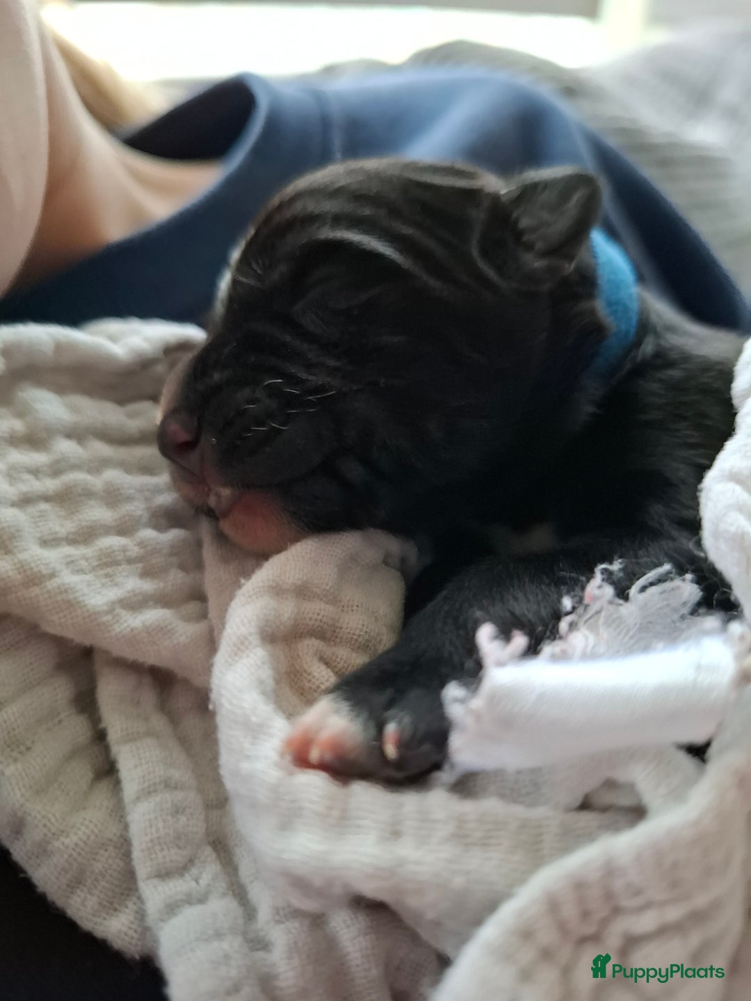 Kruising honden te koop: Boulab pups (Labrador/Berner Senner)  - Advertentie 10