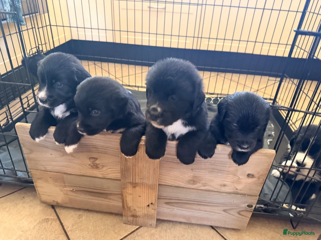 Kruising honden te koop: 🐾 Vier Prachtige Australische Retriever Teefjes - Advertentie 2