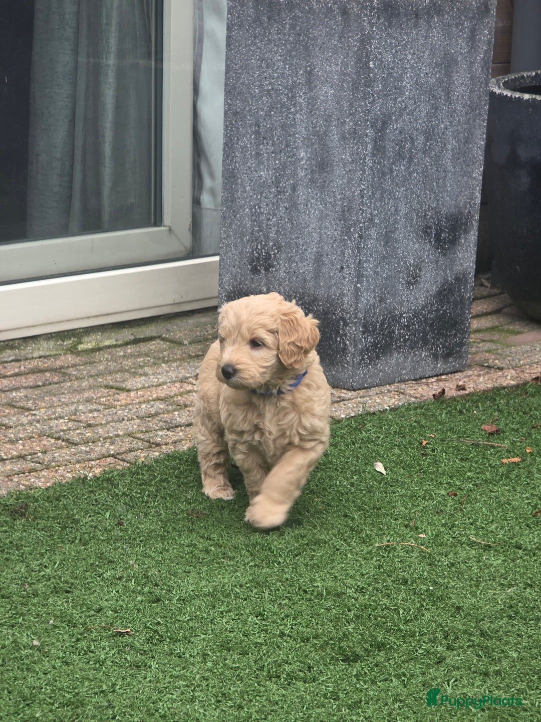 Kruising honden te koop: Goldendoodle reutjes mogen verhuizen - Advertentie 12