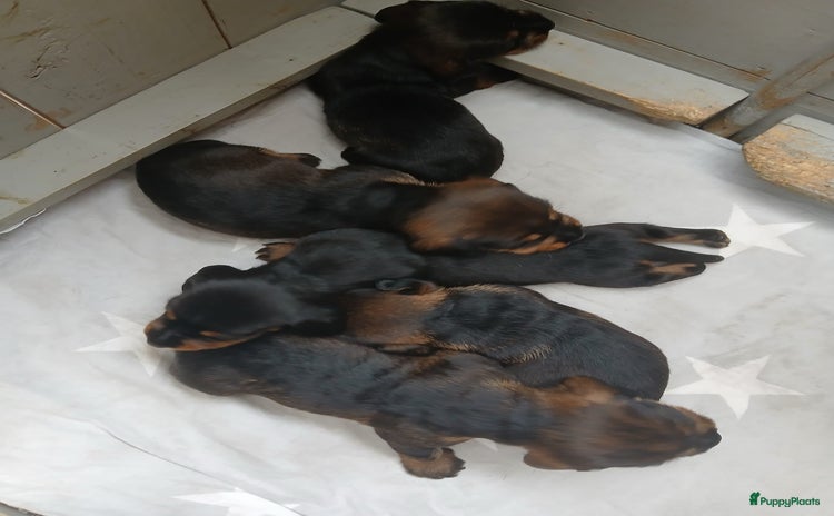 Ruwhaar Teckel honden - Advertentie 1