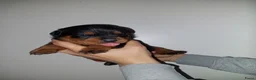Rottweiler honden te koop: Laatste rottweiler teef pup  - Advertentie 4