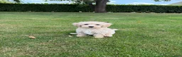 Maltipoo honden te koop: Maltipoo (Maltezer x Poedel) pups - Advertentie 12
