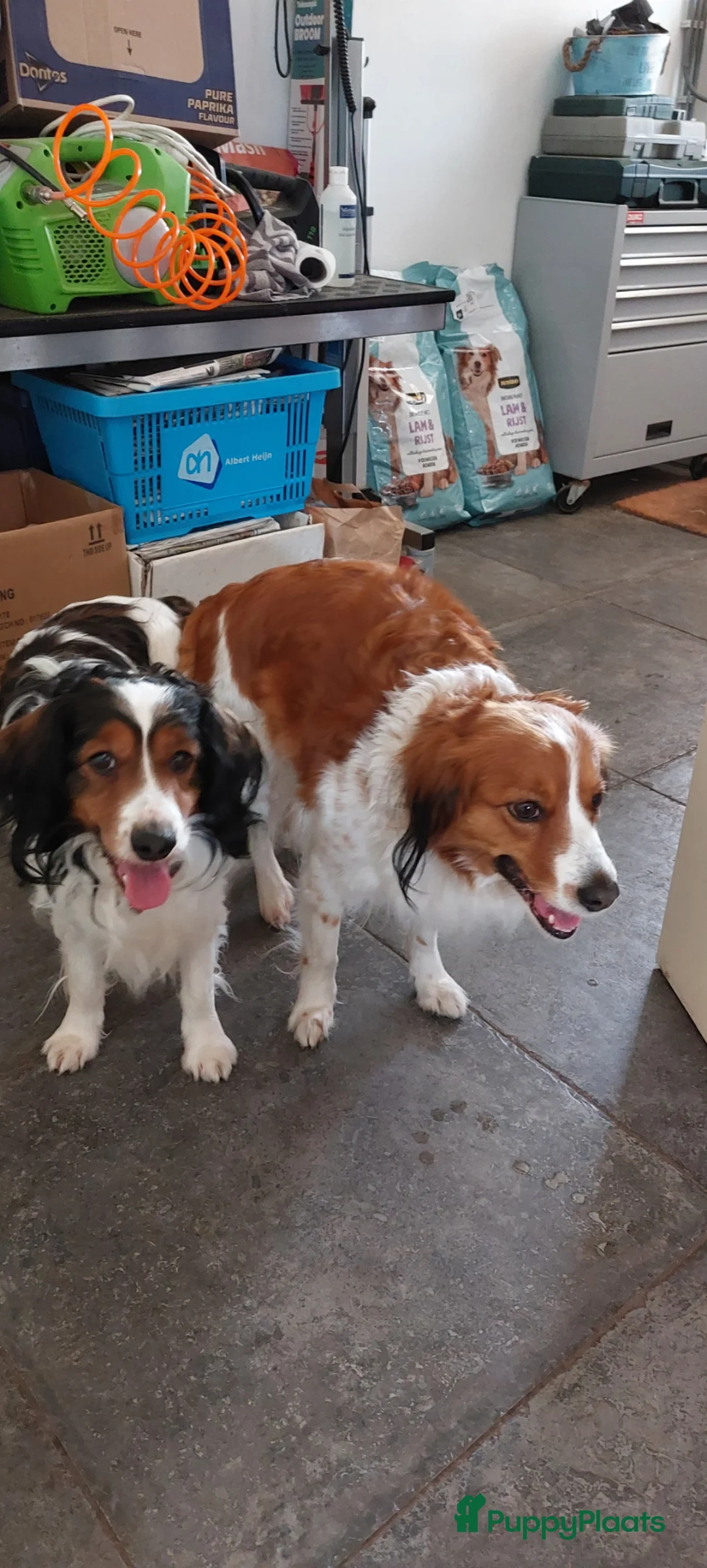 Kooikerhondje honden te koop: Kooikerpups in Oldenzaal - Advertentie 1