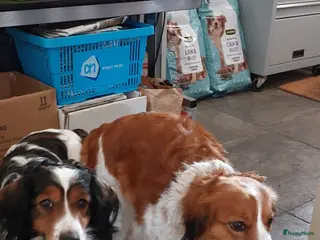 Kooikerhondje honden Kooikerpups - Advertentie 1