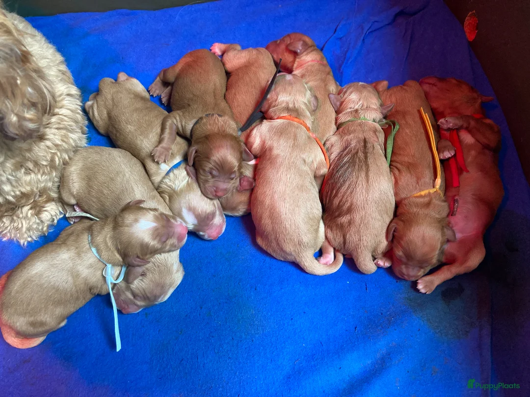 Kruising honden te koop: (Kleine) medium Labradoodles - Advertentie 1