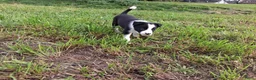 Border Collie honden te koop: Border collie puppy's in Oude Pekela - Advertentie 12