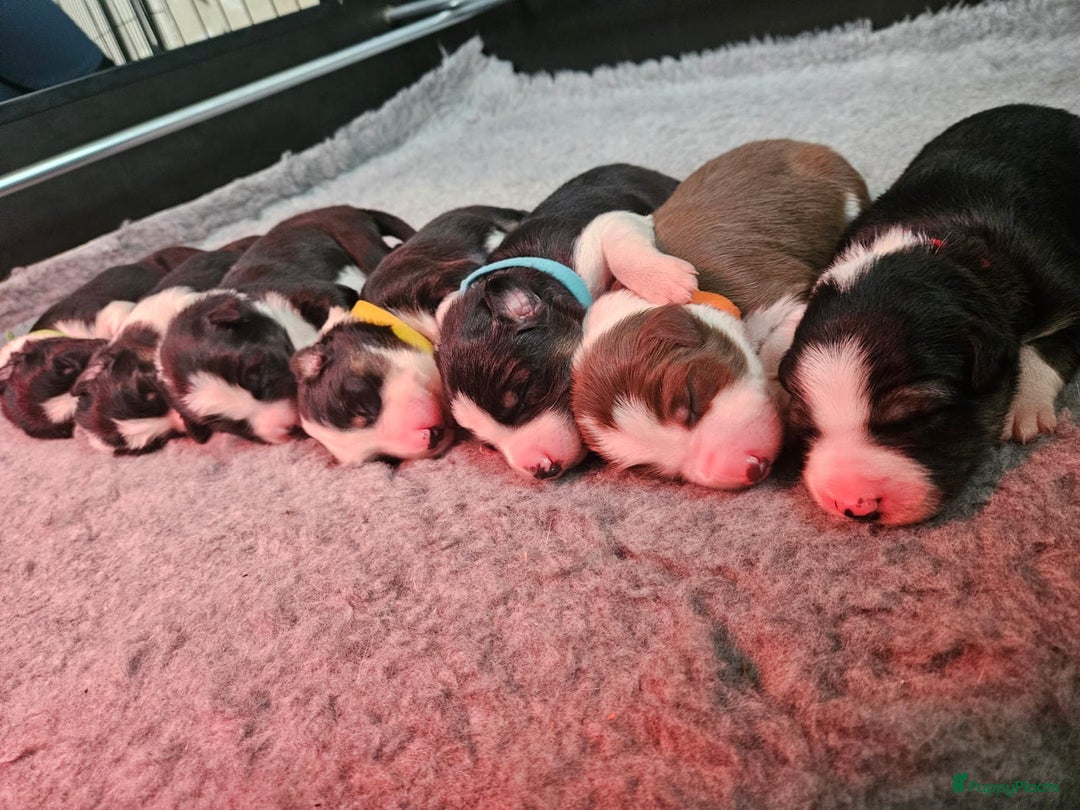 Border Collie honden te koop: Border collie pups - Advertentie 1