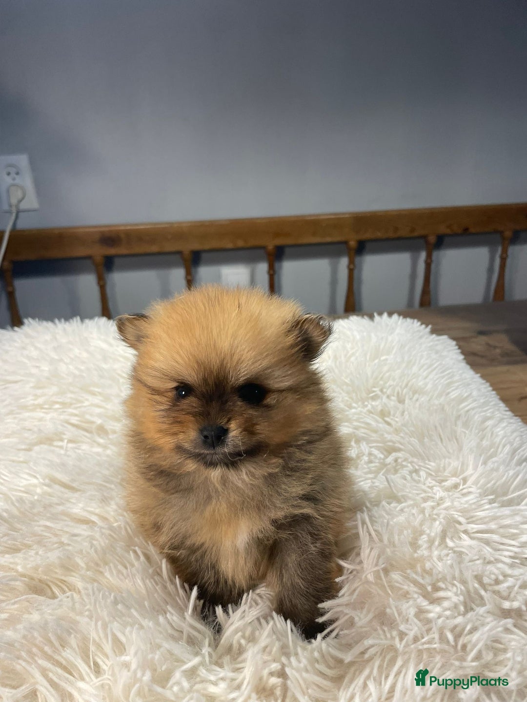 Pomeriaan honden te koop: 3 schattige Pomeriaan pups orange sable 5 wk - Advertentie 12