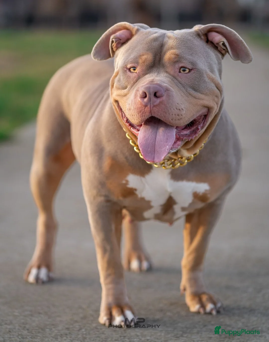 Amerikaanse Bully honden te koop: 🐾 American Bully XL pups verwacht zomer 2026 🐾 - Advertentie 4
