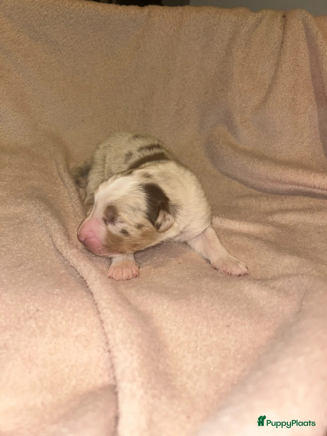 Australian Shepherd honden te koop: 100% raszuivere Australian Sheperd pups - Advertentie 5