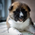 American Akita Puppy 1