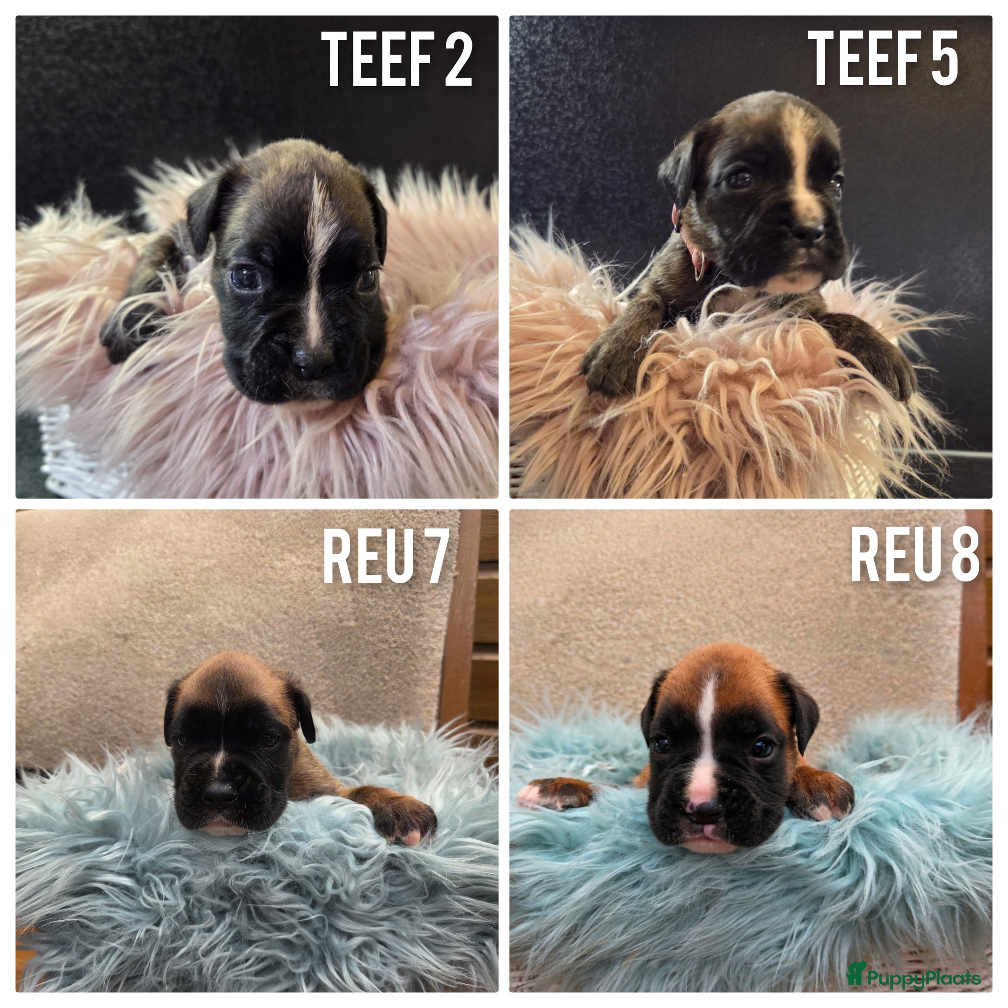 Boxer honden Lieve Rasechte Boxer Pups ❤️🩷🩵💚 - Advertentie 6