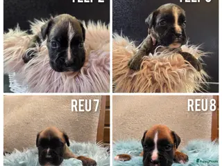 Boxer honden Lieve Rasechte Boxer Pups ❤️🩷🩵💚 - Advertentie 6