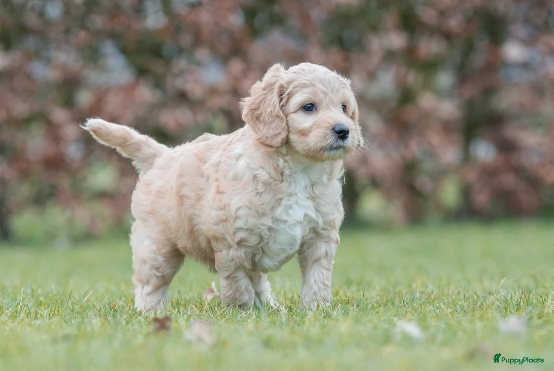 Labradoodle honden te koop: prachtige labradoodle x australian labradoodle - Advertentie 9